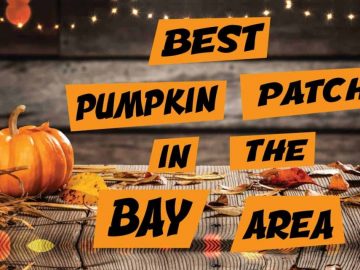 Best Pumpkin Patches in the Bay Area