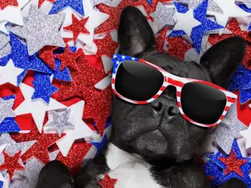 4th of July Dog
