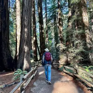 Muir Woods SF Bay Area