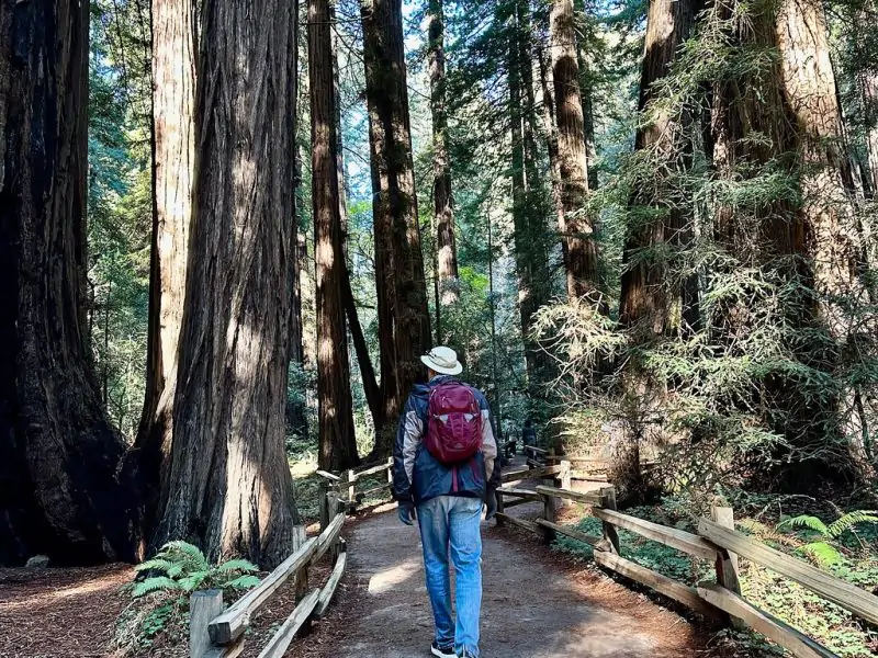 Muir Woods SF Bay Area