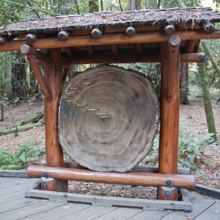 Attraction at Muir Woods