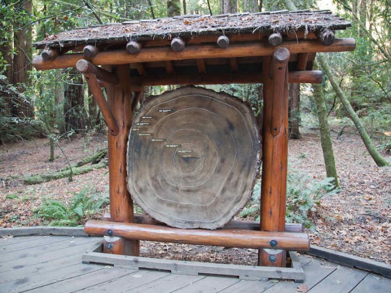 Attraction at Muir Woods