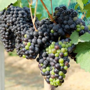 Wine Grapes in the Vine