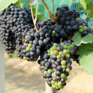Wine Grapes in the Vine