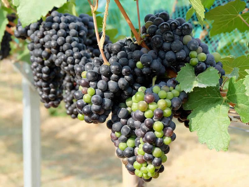 Wine Grapes in the Vine