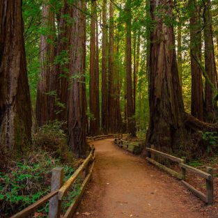 Hiking Paths in Muir Woods