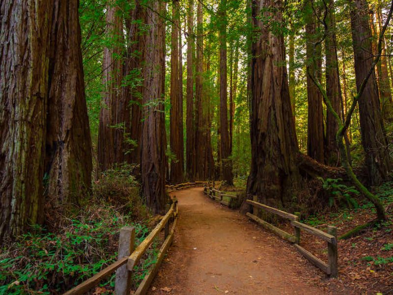 Hiking Paths in Muir Woods