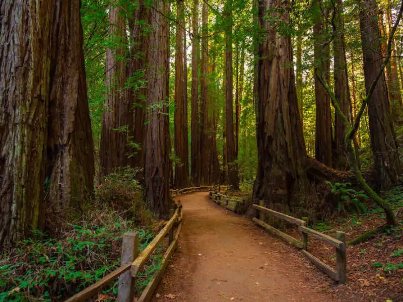 Hiking Paths in Muir Woods