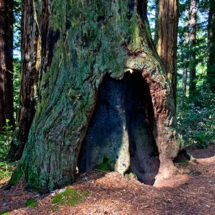 Redwood Tree in Muir Woods