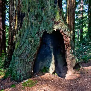 Redwood Tree in Muir Woods