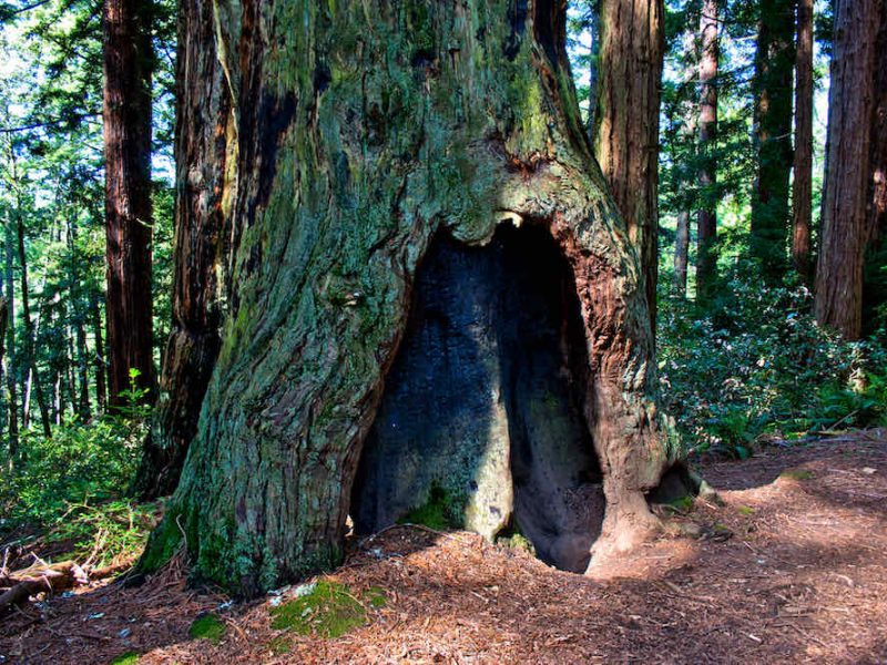 Redwood Tree in Muir Woods