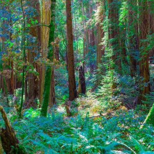 Plants and Trees in Muir Woods