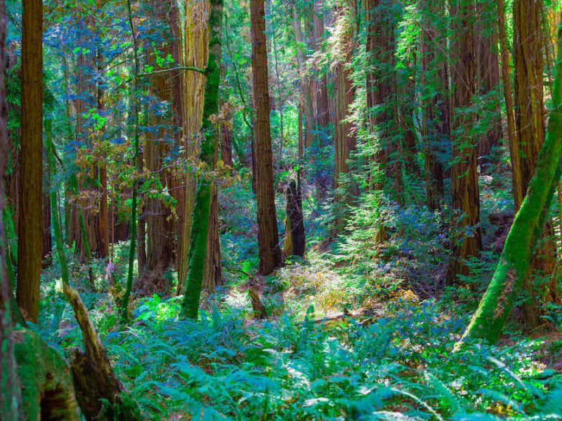 Plants and Trees in Muir Woods