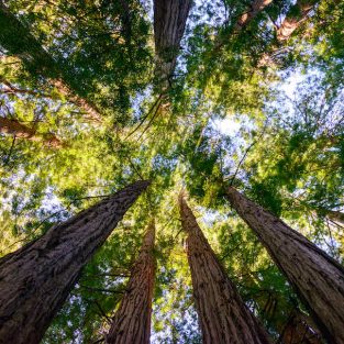 Picture of Redwoods in Muir Woods