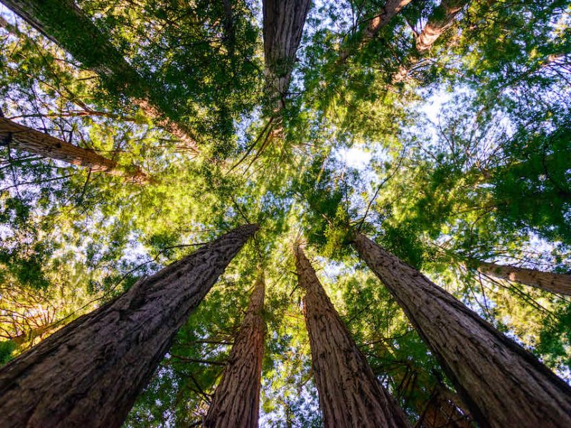 Picture of Redwoods in Muir Woods