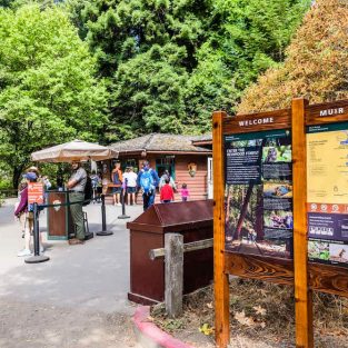 Muir Woods Visitors