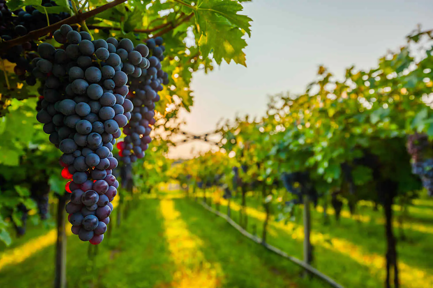 Napa Valley Wineries