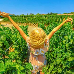 Napa Valley Winery Tours