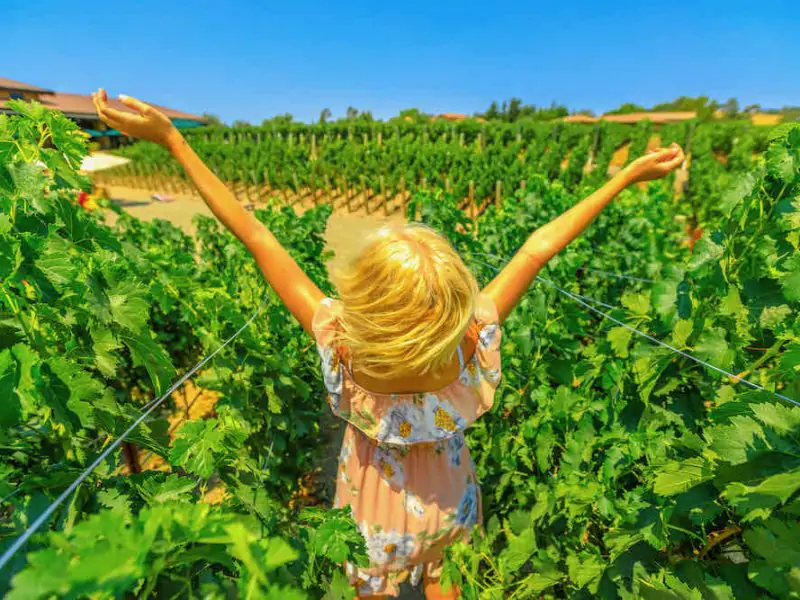 Napa Valley Winery Tours