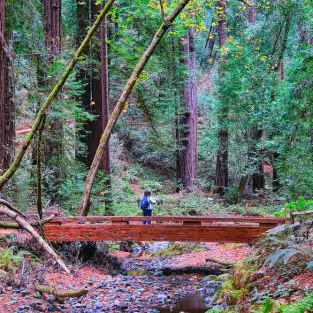 Muri Woods Bridge