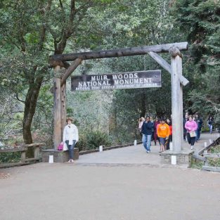 Muir Woods Attraction