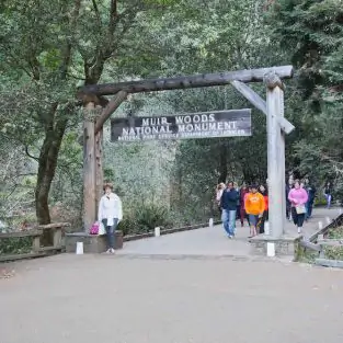 Muir Woods Attraction