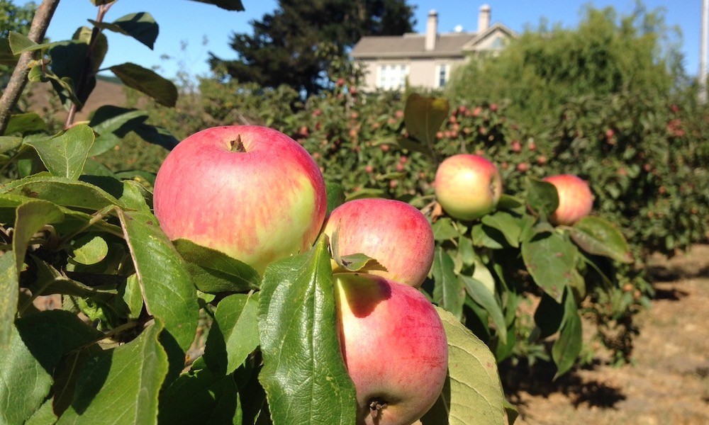 Apple orchards at Chileno Farms