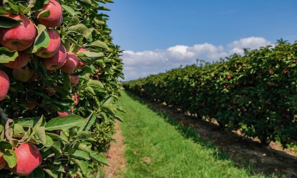 Apple Picking at Clearview Orchards