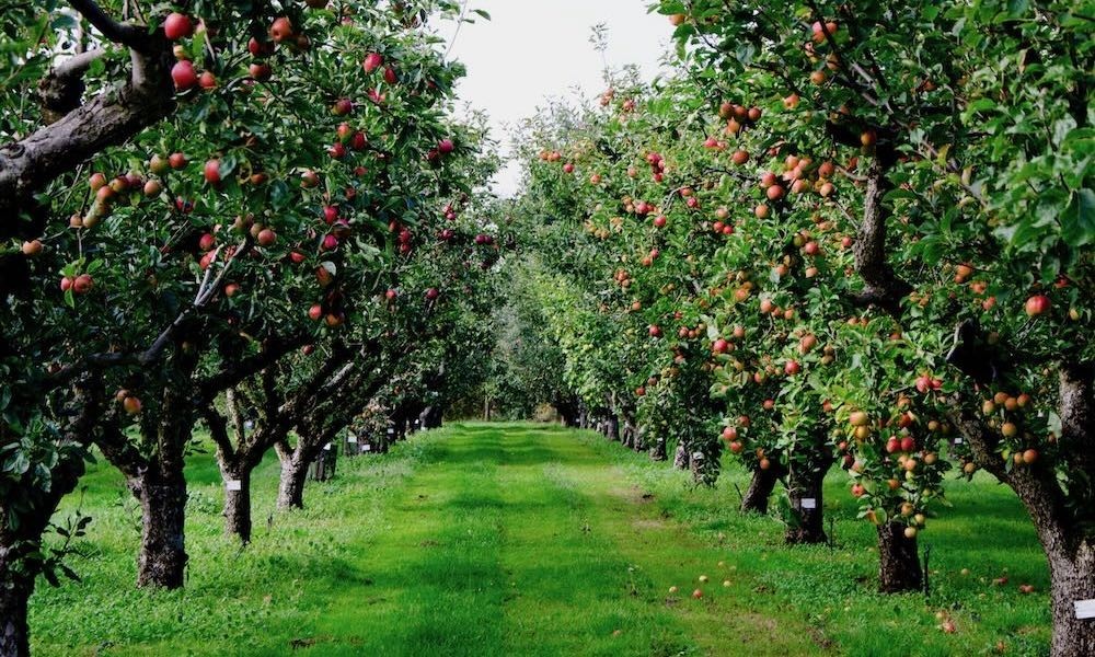 Cloverfield Organic Farms Apple Picking