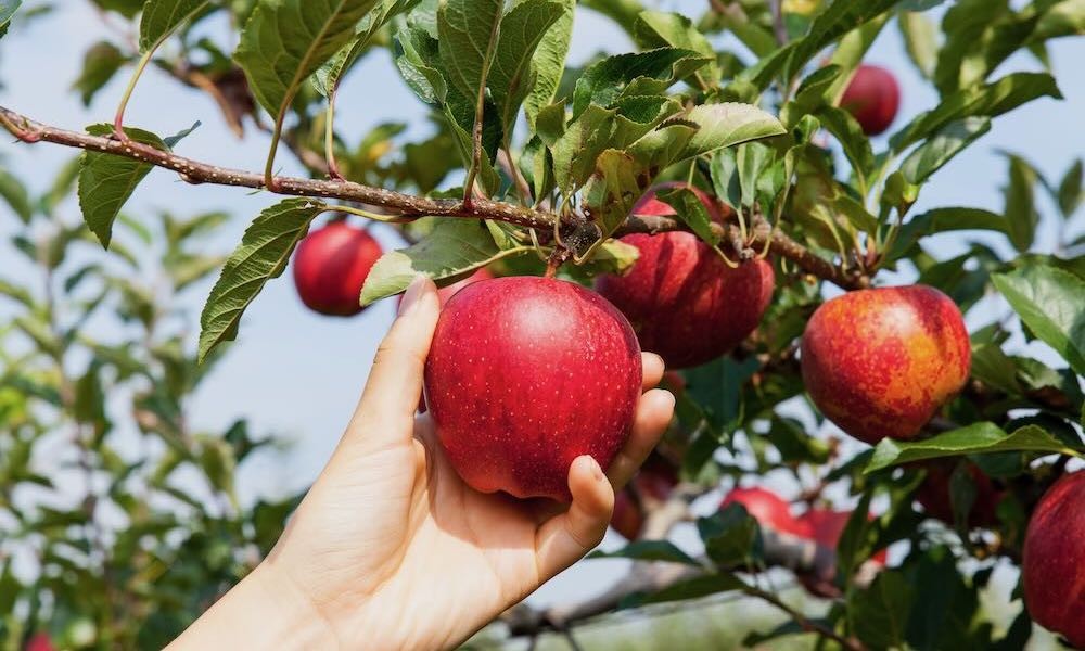 Picking apples at Lucky You Orchards