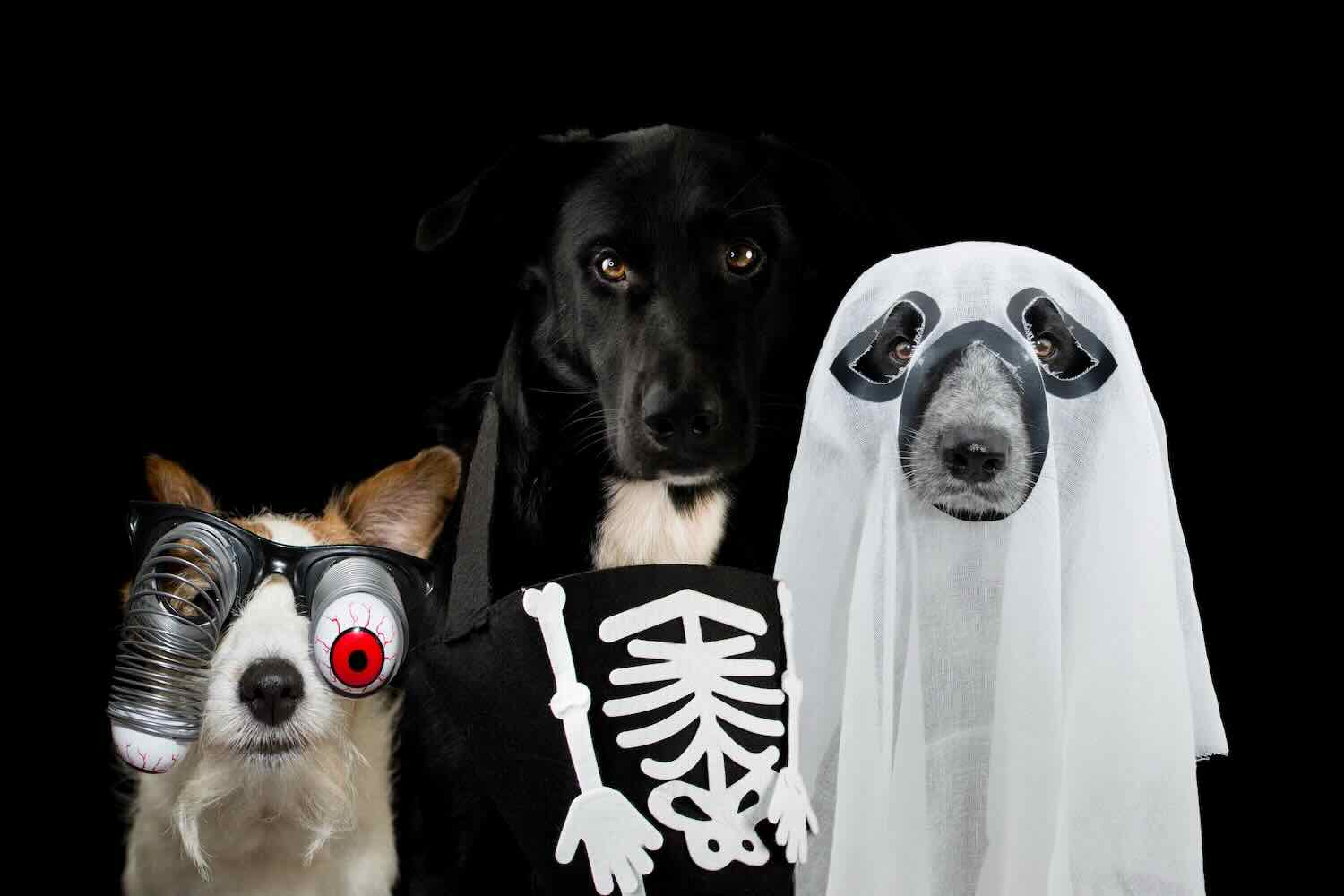 Dogs in Halloween Costumes