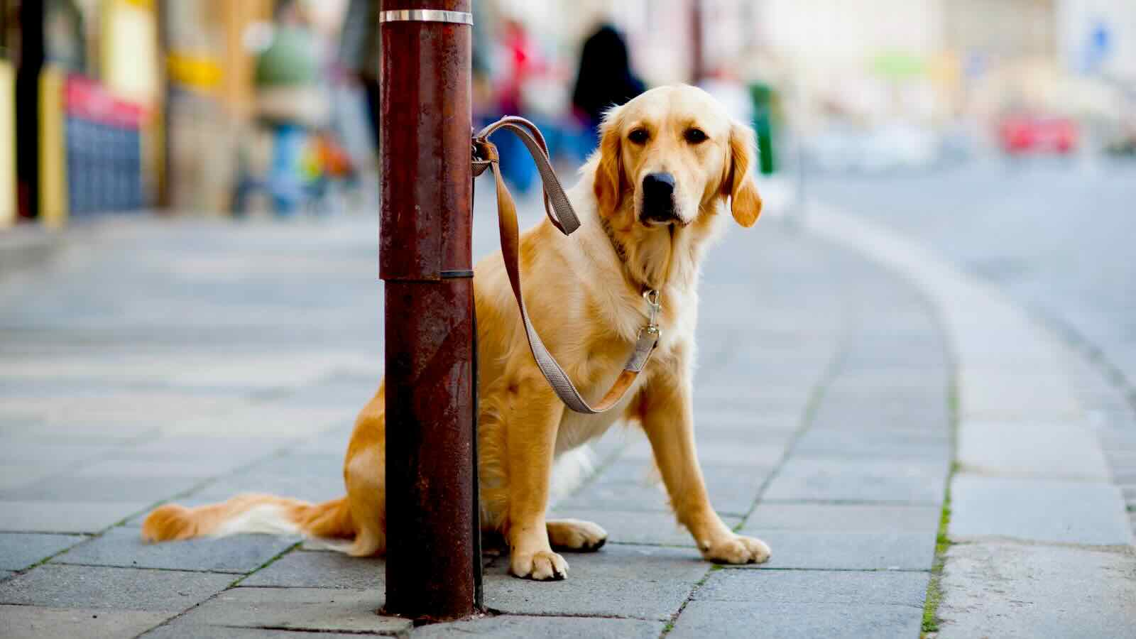 Dog in Chinatown