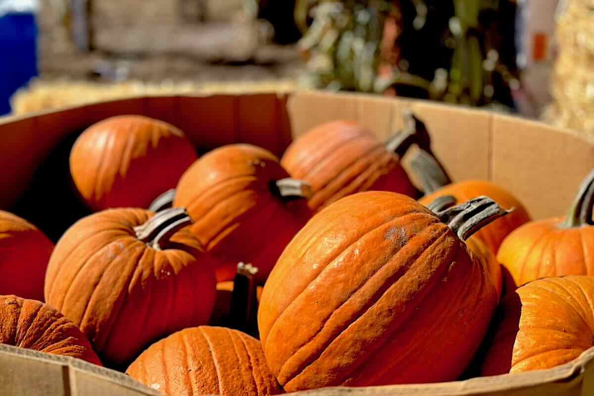Pumpkins