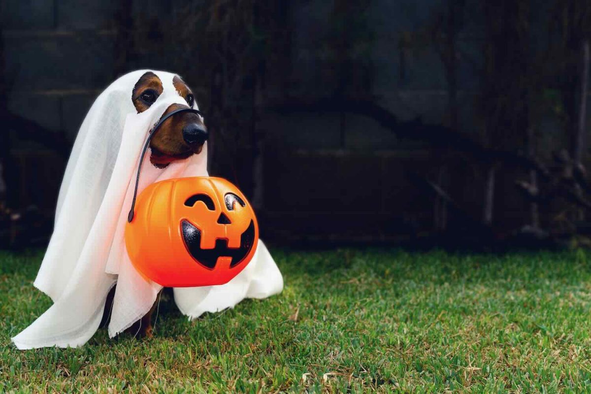 Dog in Costume