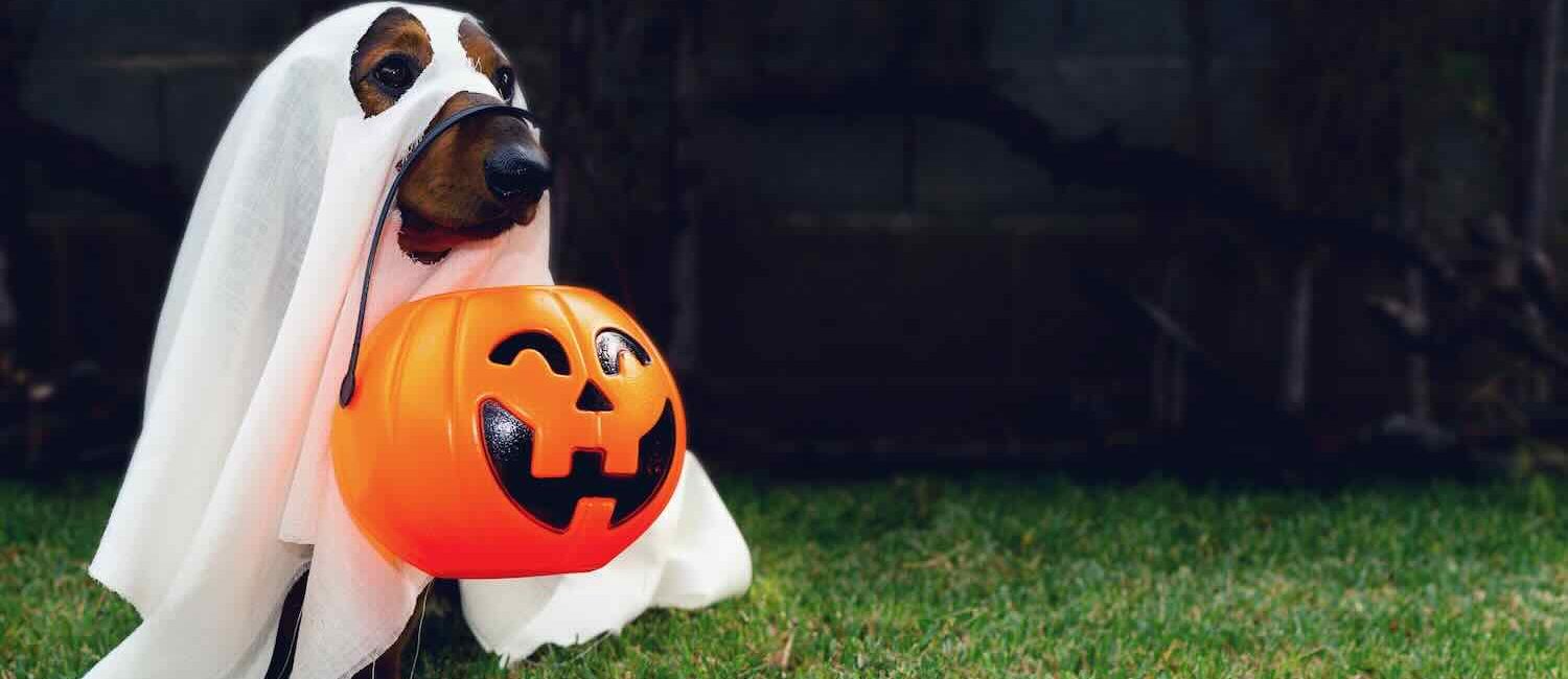 Dog in Costume