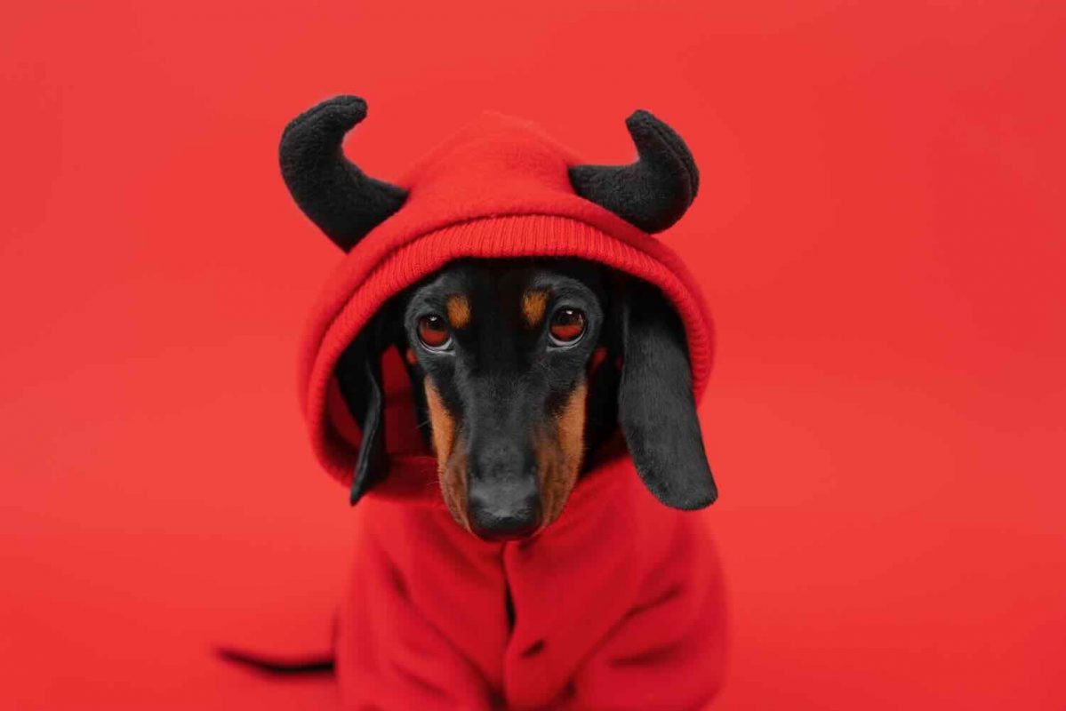 Halloween Dog Costume