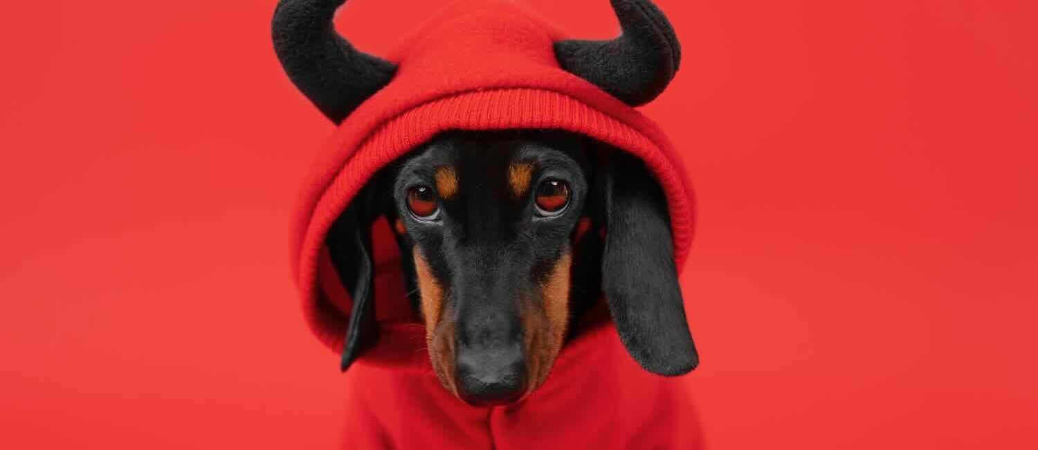 Halloween Dog Costume