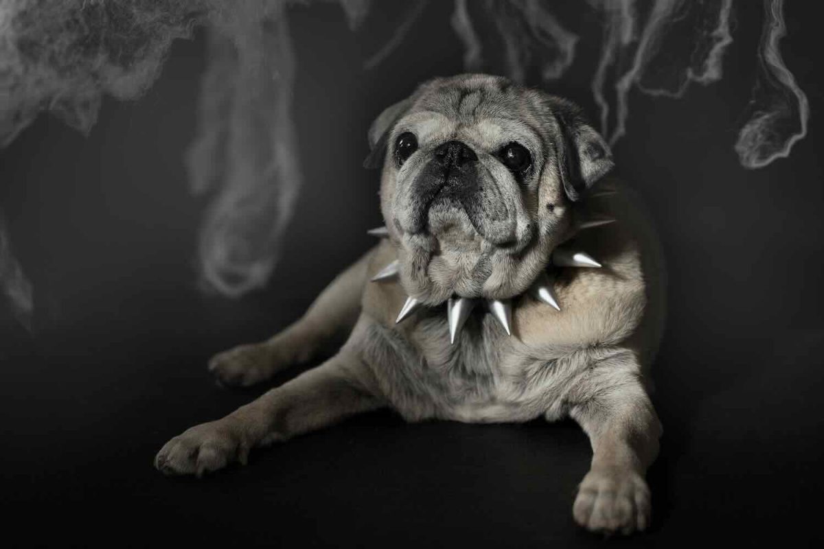 Halloween Dog Costume