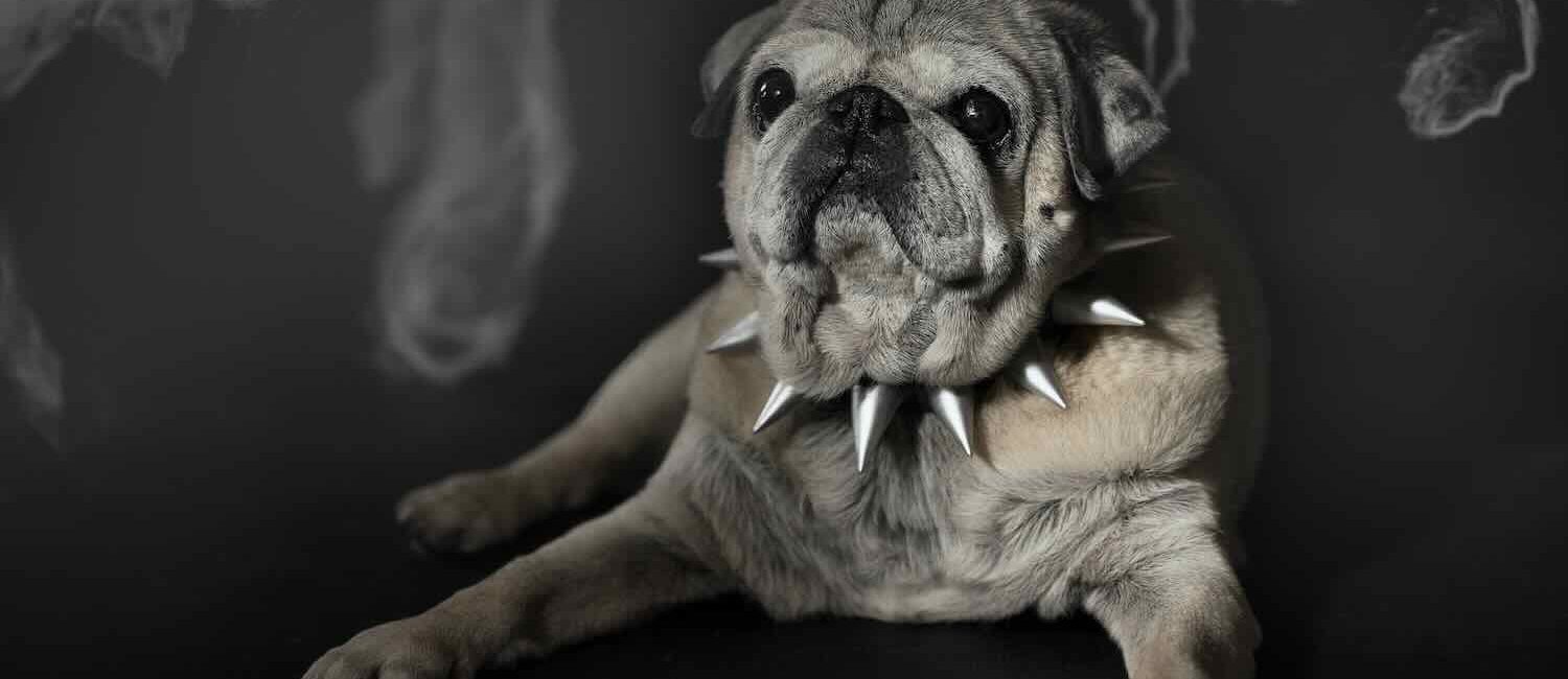 Halloween Dog Costume