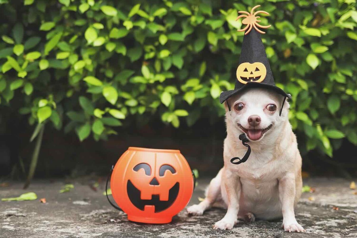 Dog in Halloween Costume