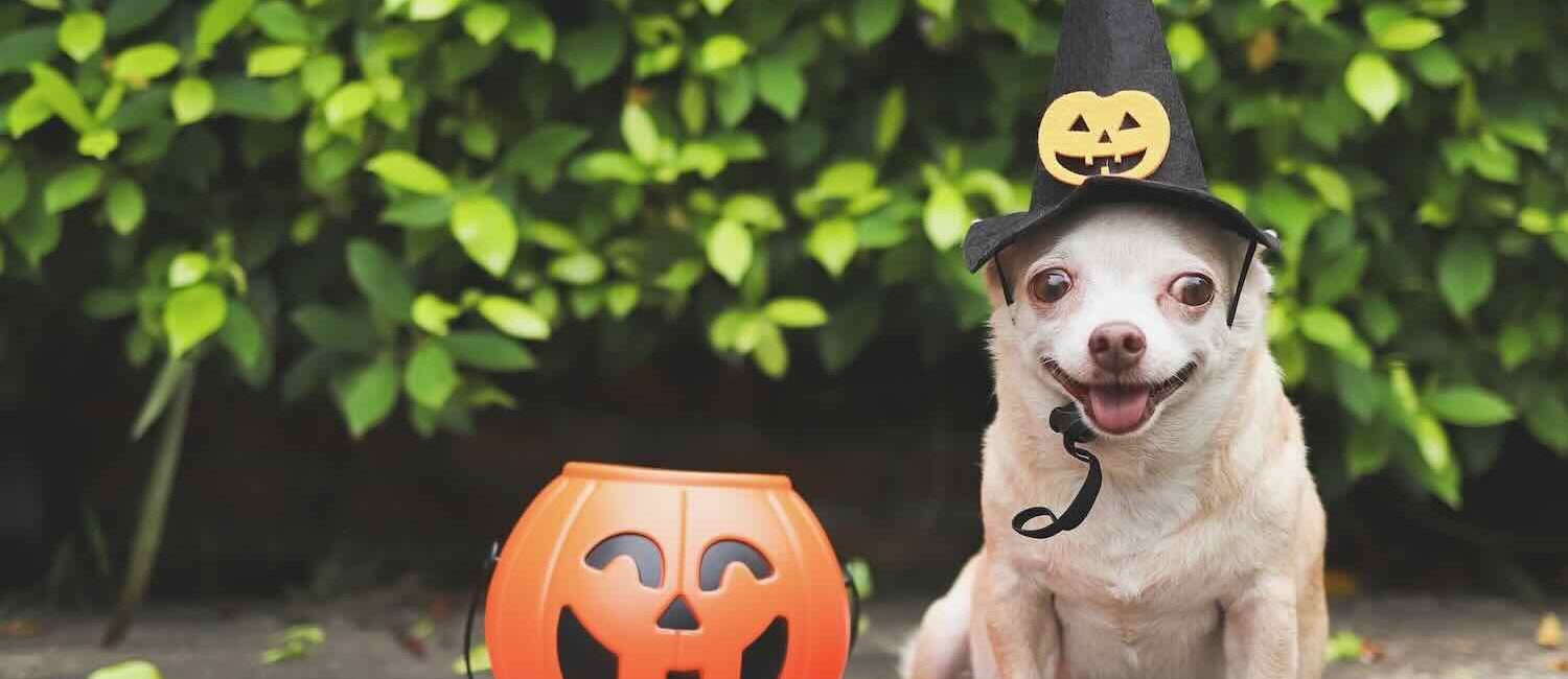 Dog in Halloween Costume