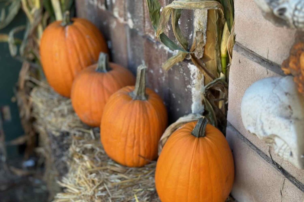 Pumpkins for Halloween