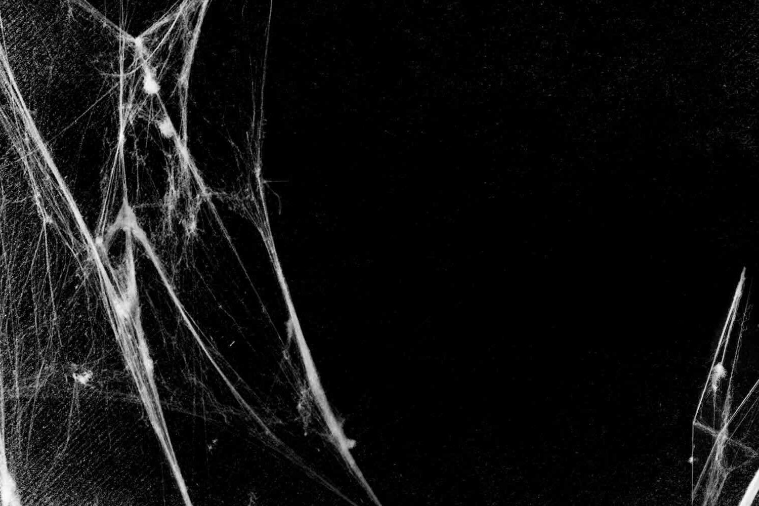 Halloween Background for Events