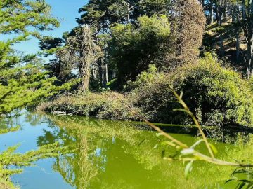 Stowe Lake San Francisco