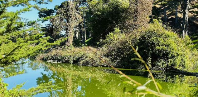 Stowe Lake San Francisco